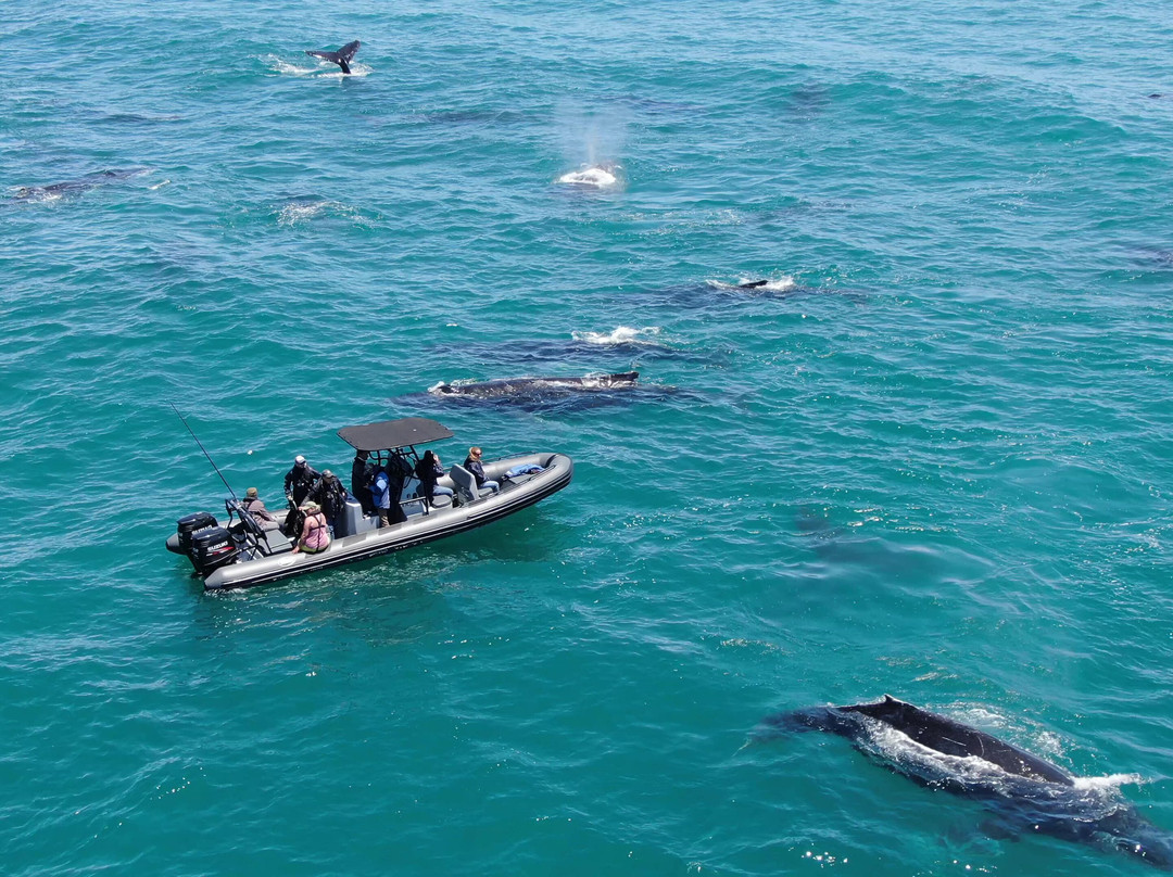 Whale Expedition SA-Yzerfontein必去景点