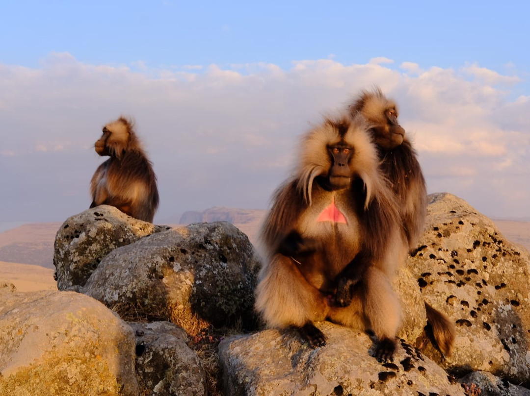 Simien Ethiopia Trekking by TAZ景点图片