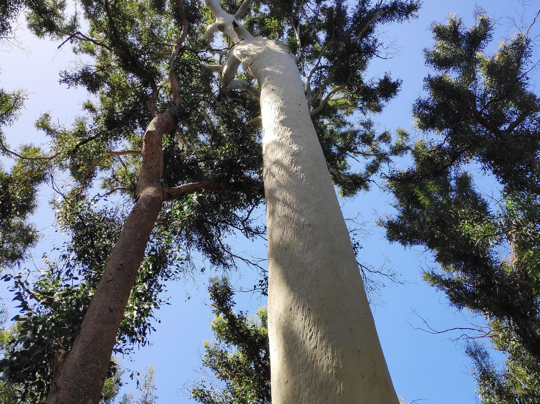 Eurobodalla Regional Botanic Gardens景点图片