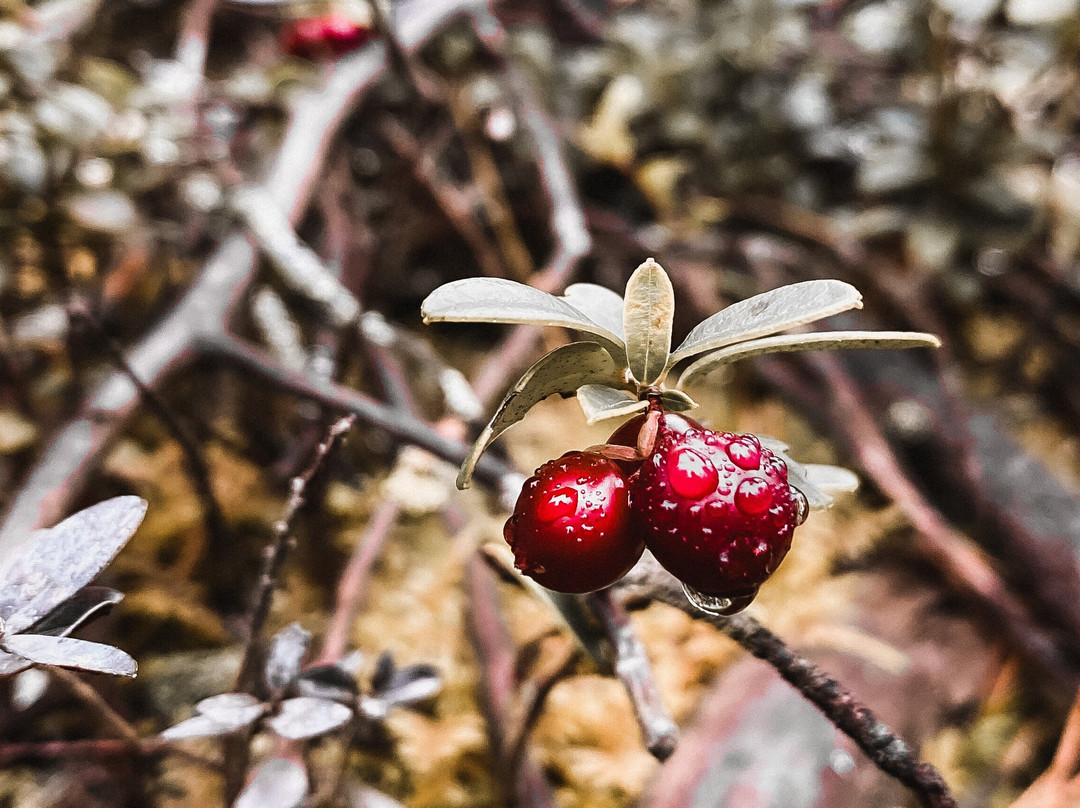 Ostra FINKA-罗瓦涅米必去景点