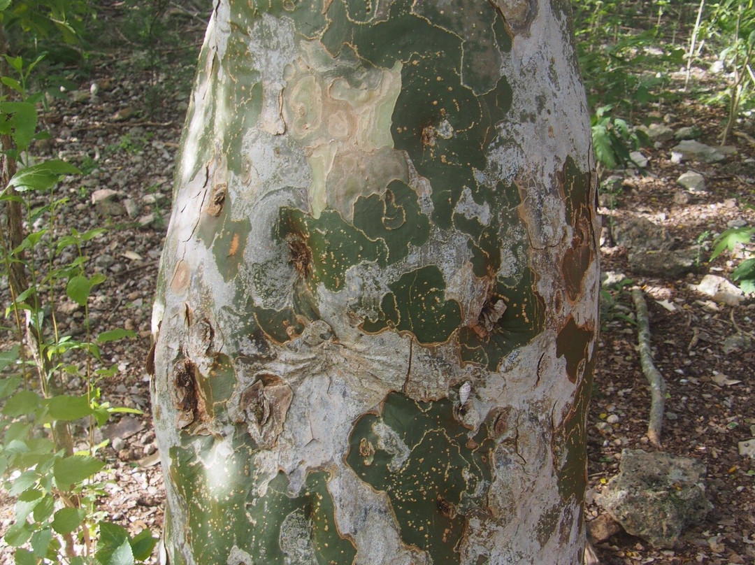 Wayaka Trail-Kralendijk必去景点