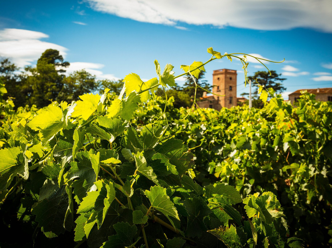 Domaine Lafage景点图片