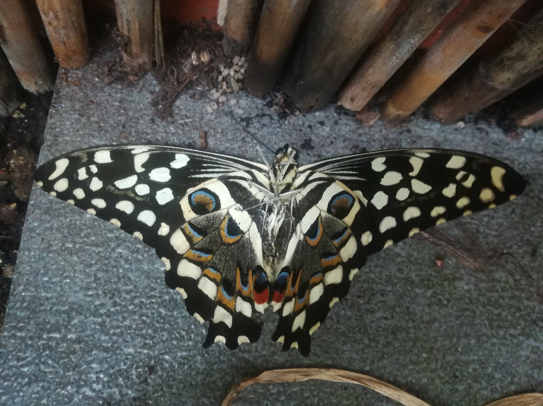 Butterfly House Karlovy Vary景点图片