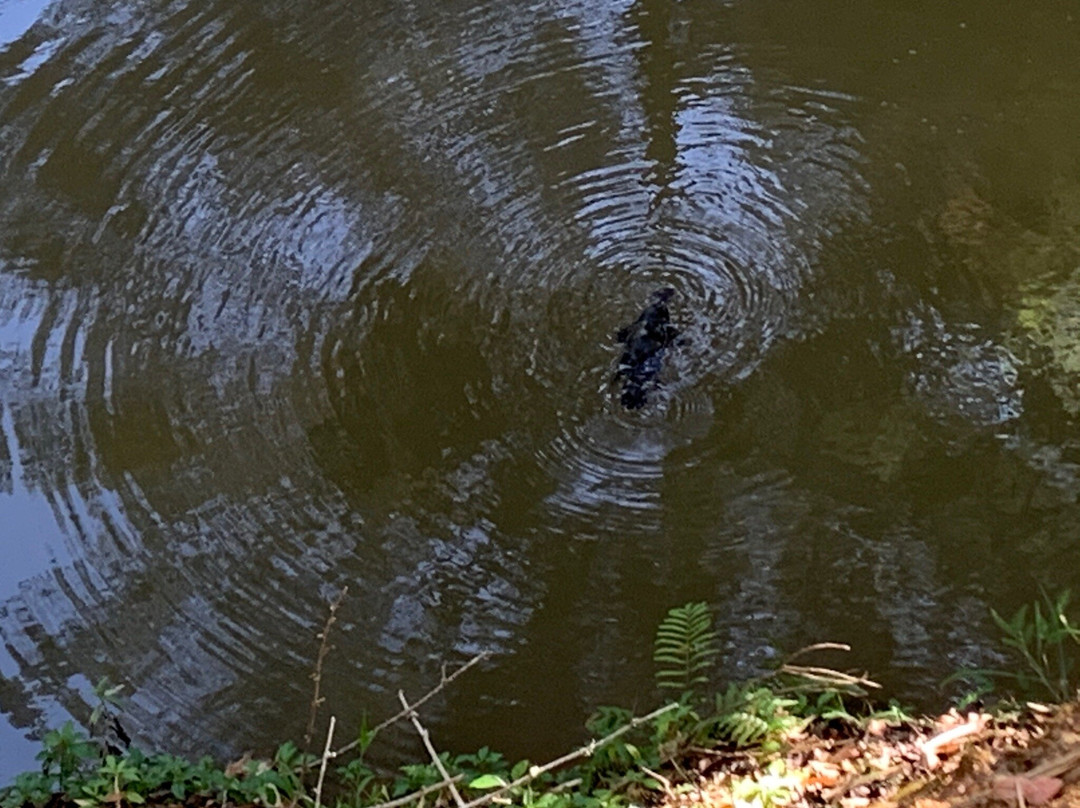 Yungaburra Platypus Viewing Platform-Yungaburra必去景点