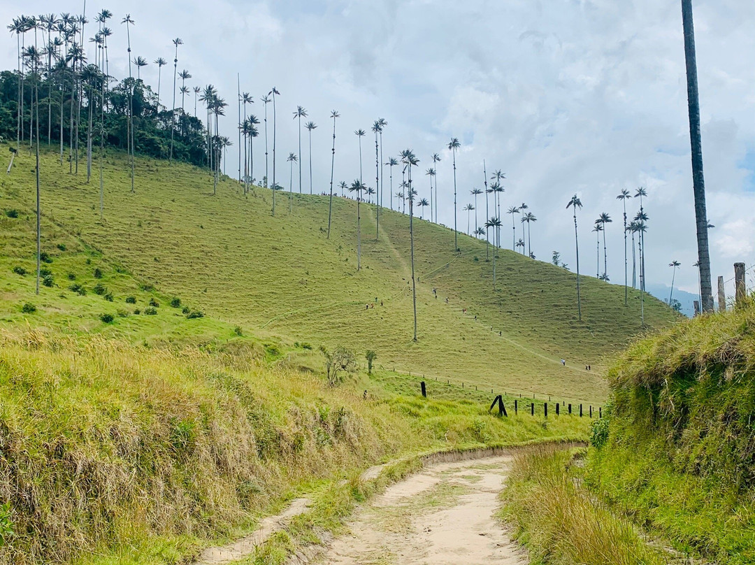 Cocoratours Valle de cocora-萨伦托必去景点