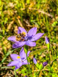 Chandeliers on Abbey主图