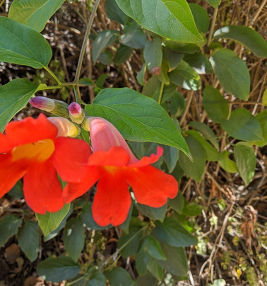 Goleta Butterfly Grove-戈利塔必去景点
