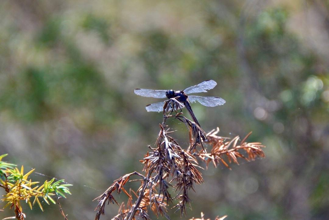 McCrae Lake Conservation Trail-Muskoka District必去景点