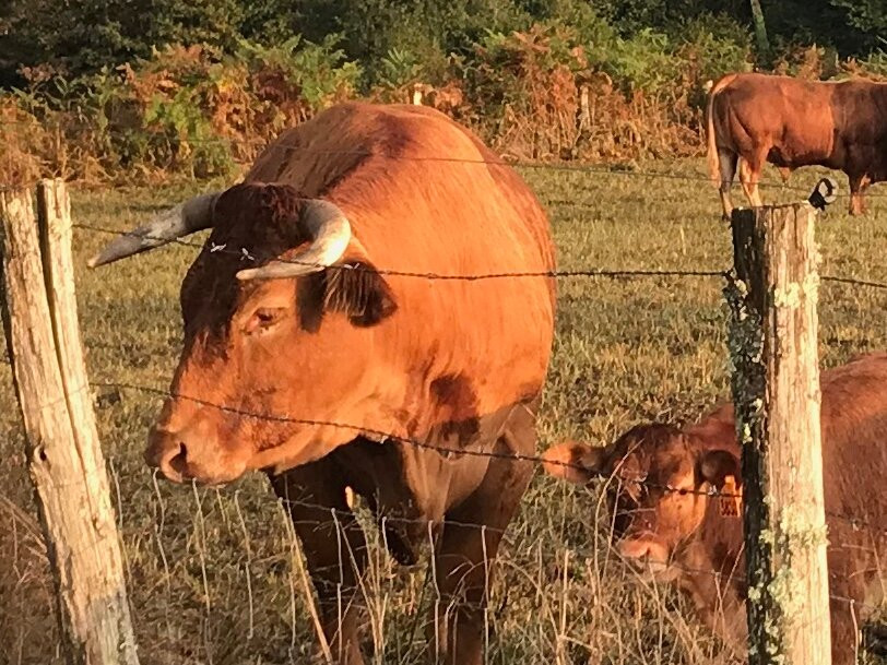 B&B Fleur de Lys Bleue主图