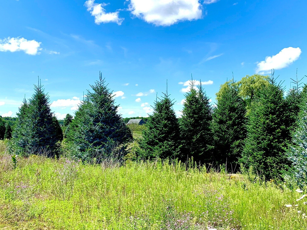 Dutchman Tree Farm景点图片