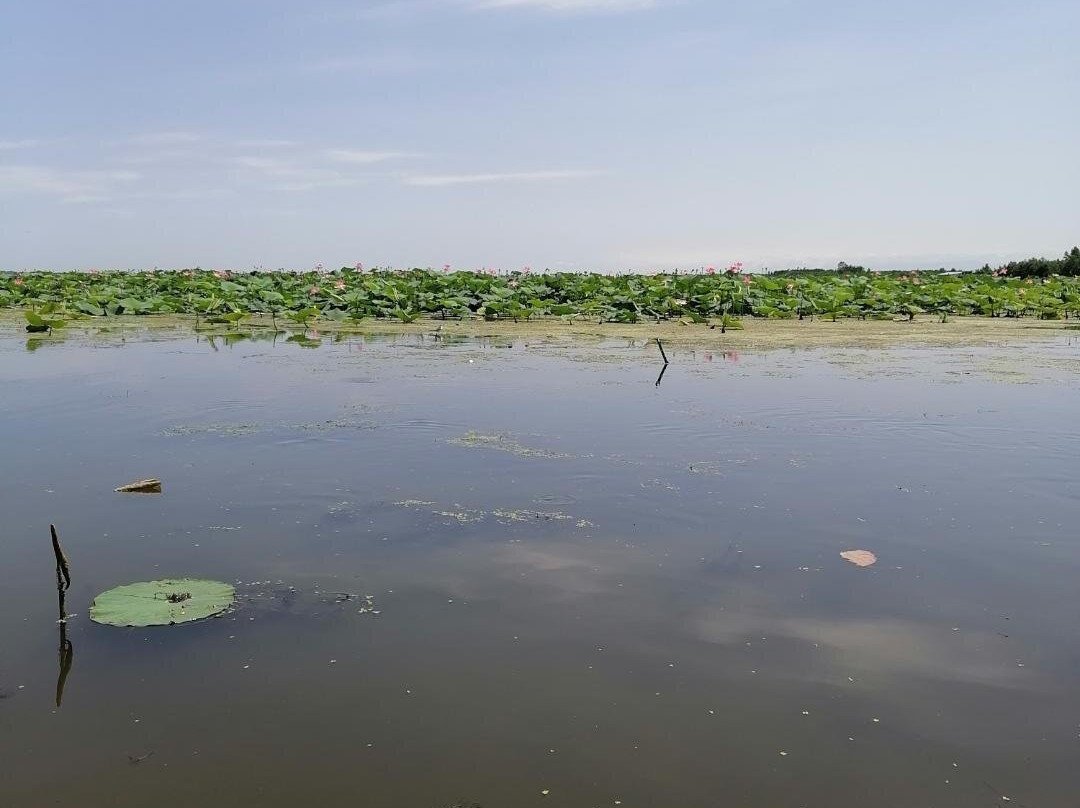 Abkenar Swamp景点图片
