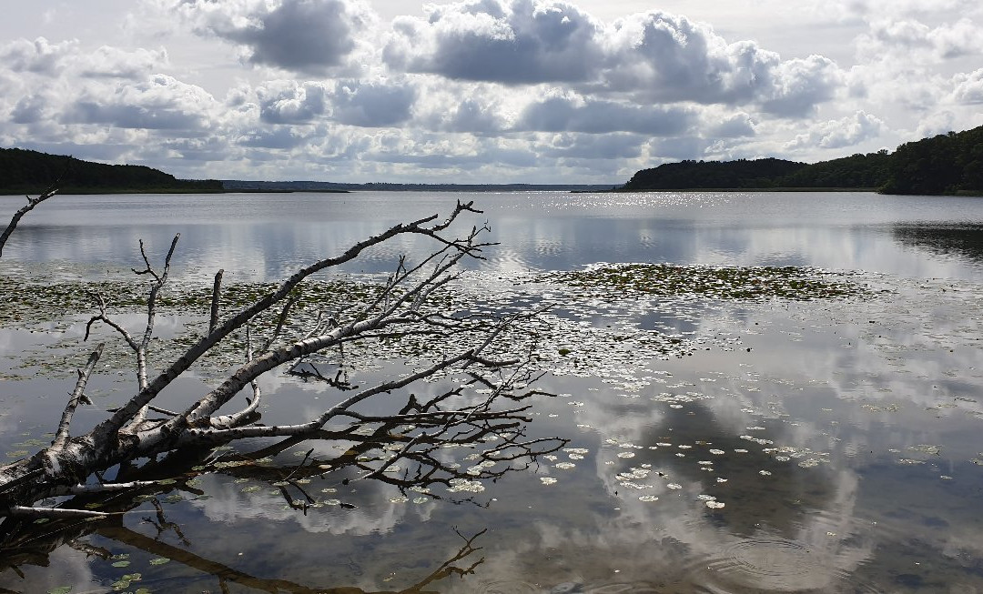Wisentreservat Damerower Werder景点图片