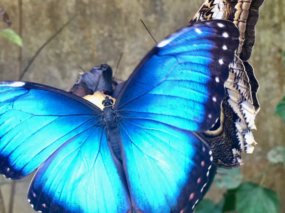 Le Jardin des Papillons景点图片