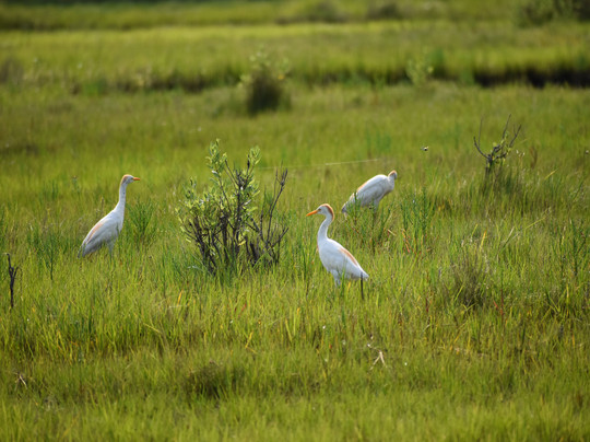 Spider's Explorer-钦科蒂格岛必去景点