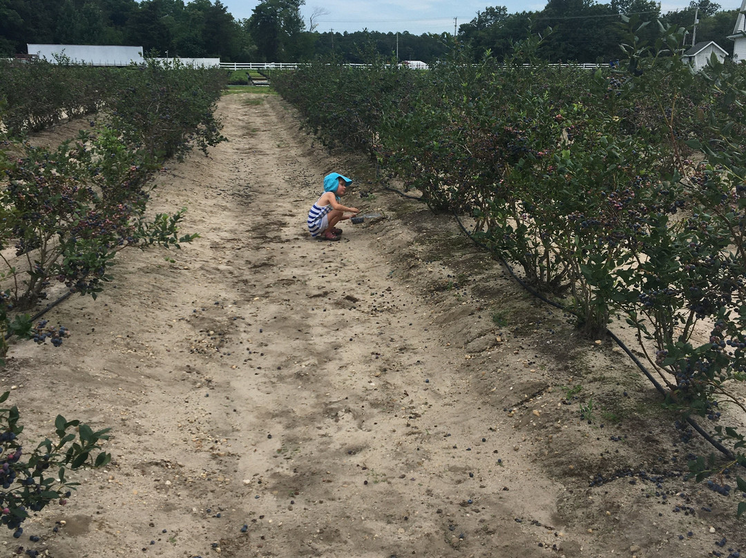 DiMeo Farm & Blueberry Plants Nursery景点图片
