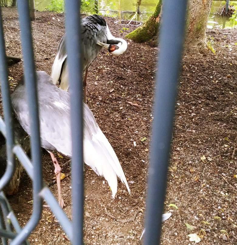 Tierpark Rohrensee景点图片