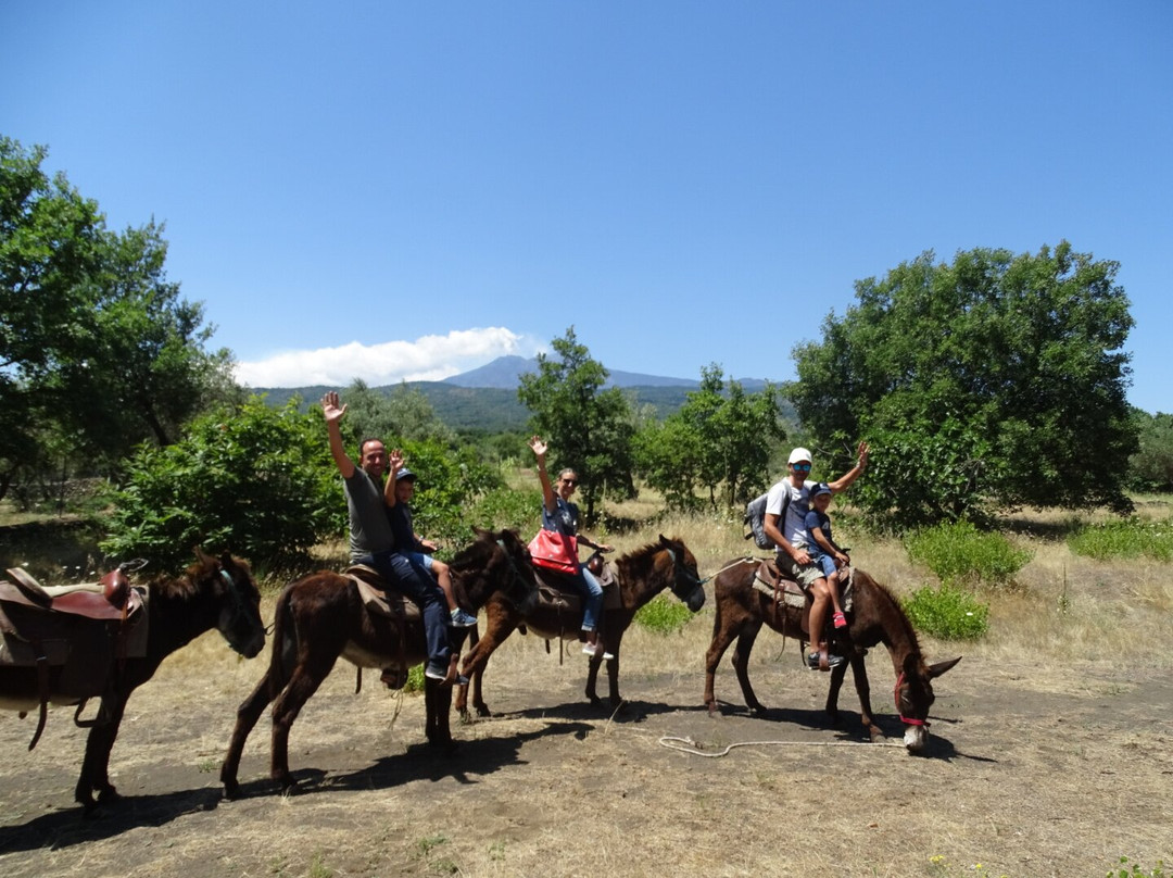 Etna Donkey Trekking景点图片