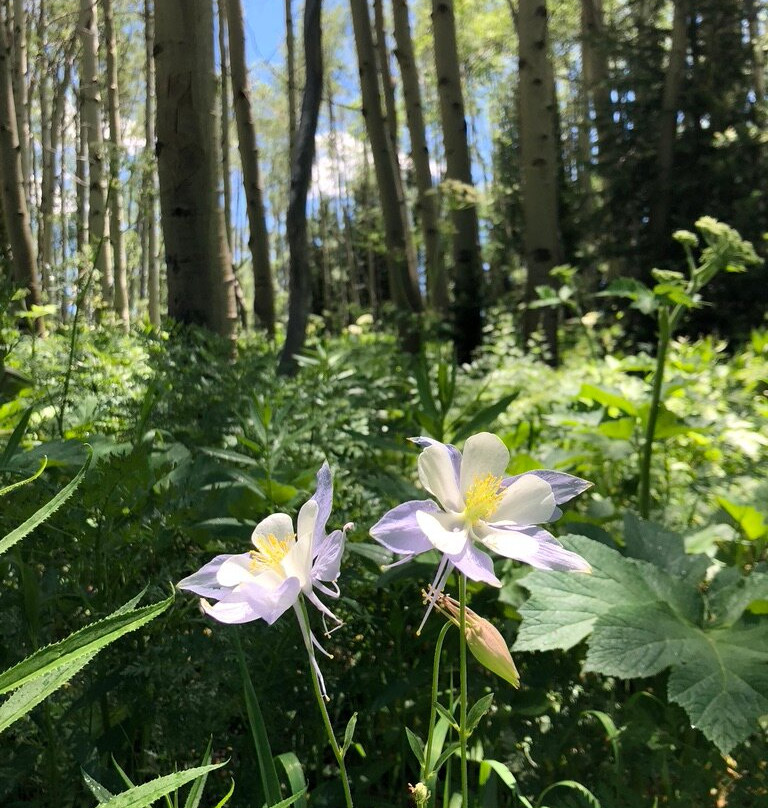 Three Rivers Resort主图