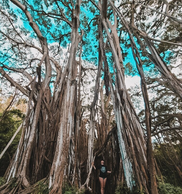 "Lost" Banyan Tree景点图片