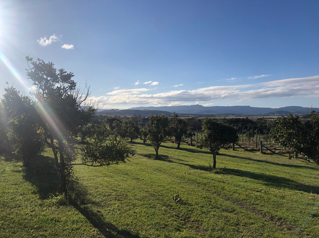 Mountain Ridge Wines - Winery, Restaurant, Art Gallery景点图片
