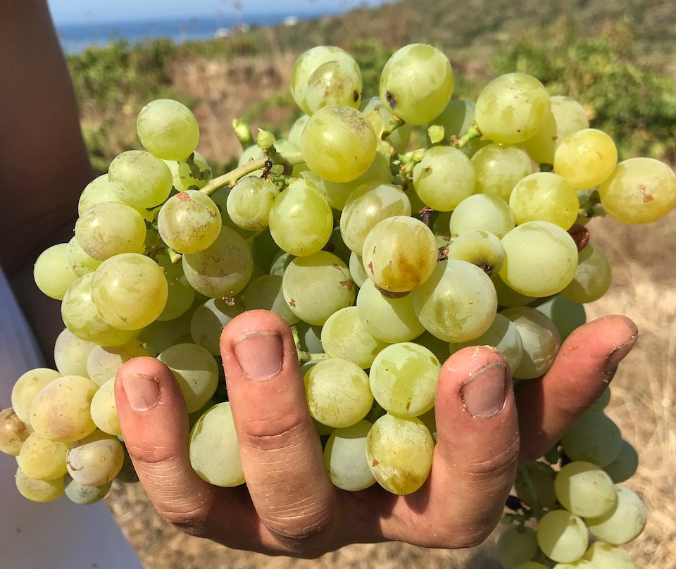 Azienda Vinicola Gabriele景点图片
