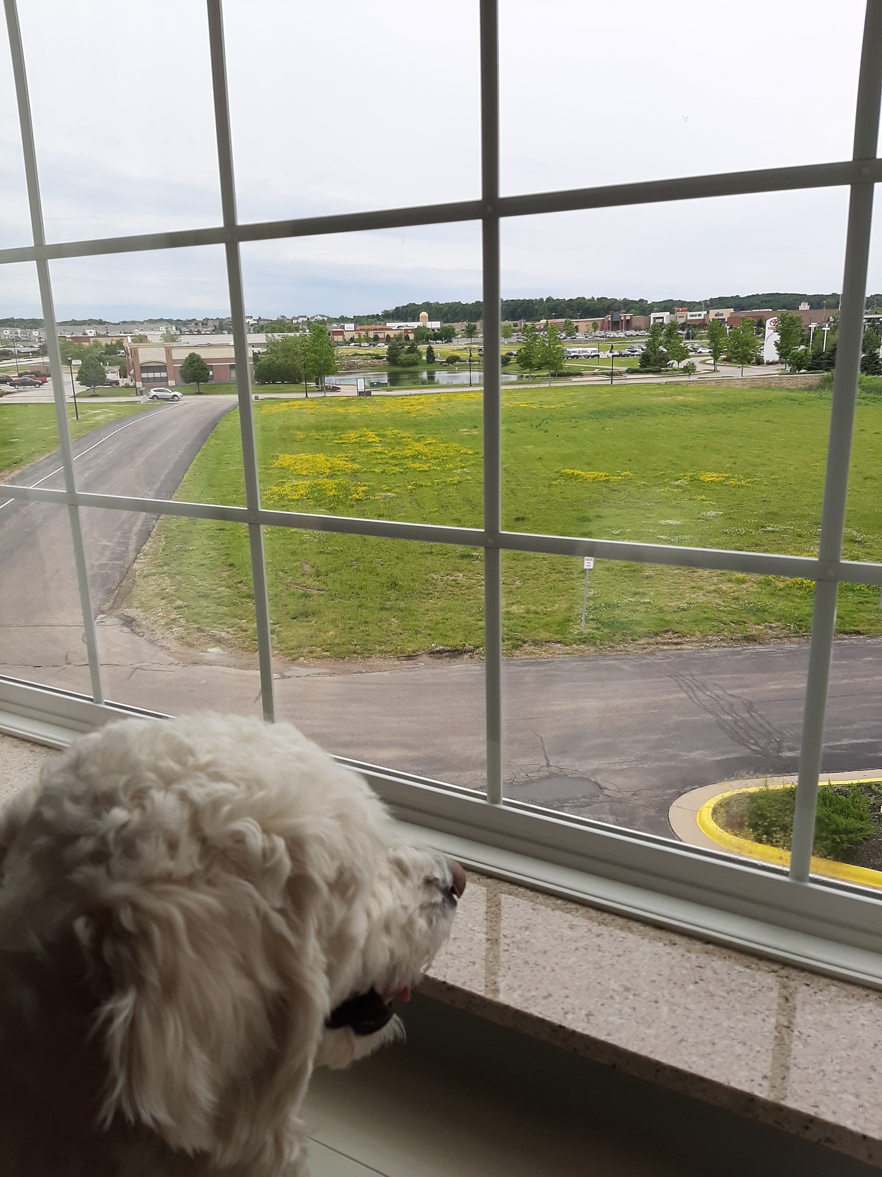La Quinta Inn & Suites by Wyndham Rochester Mayo Clinic S-酒店景观