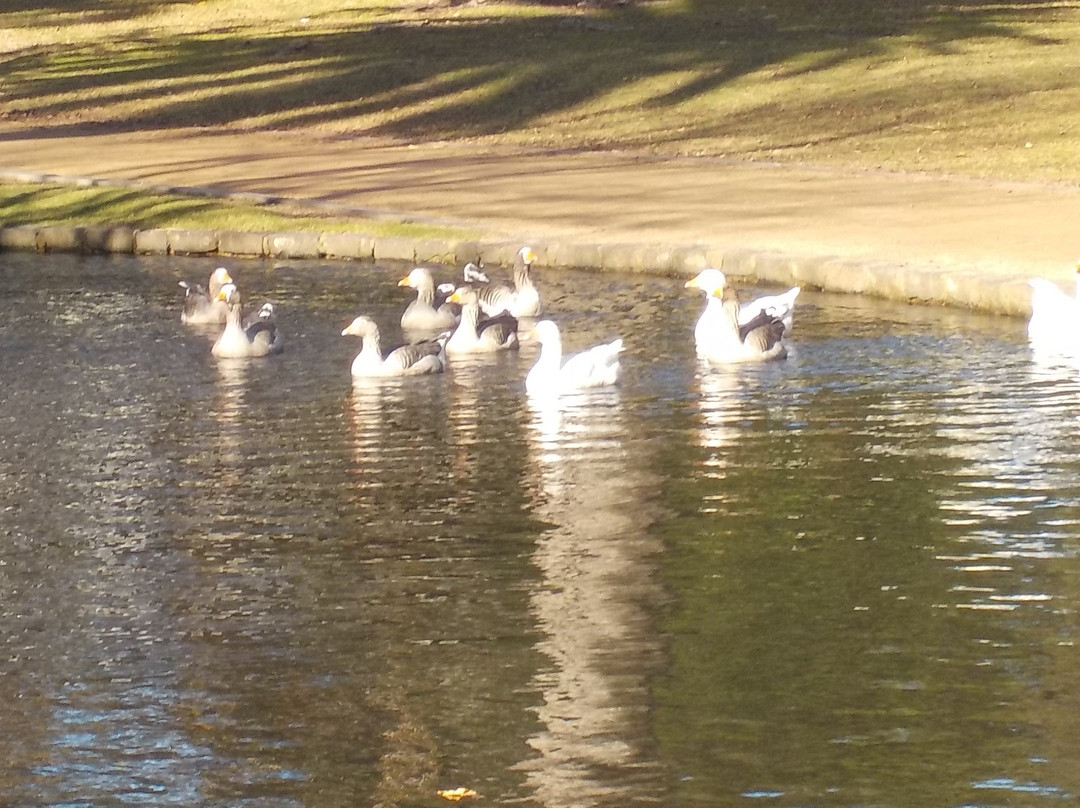 Caulfield Park景点图片