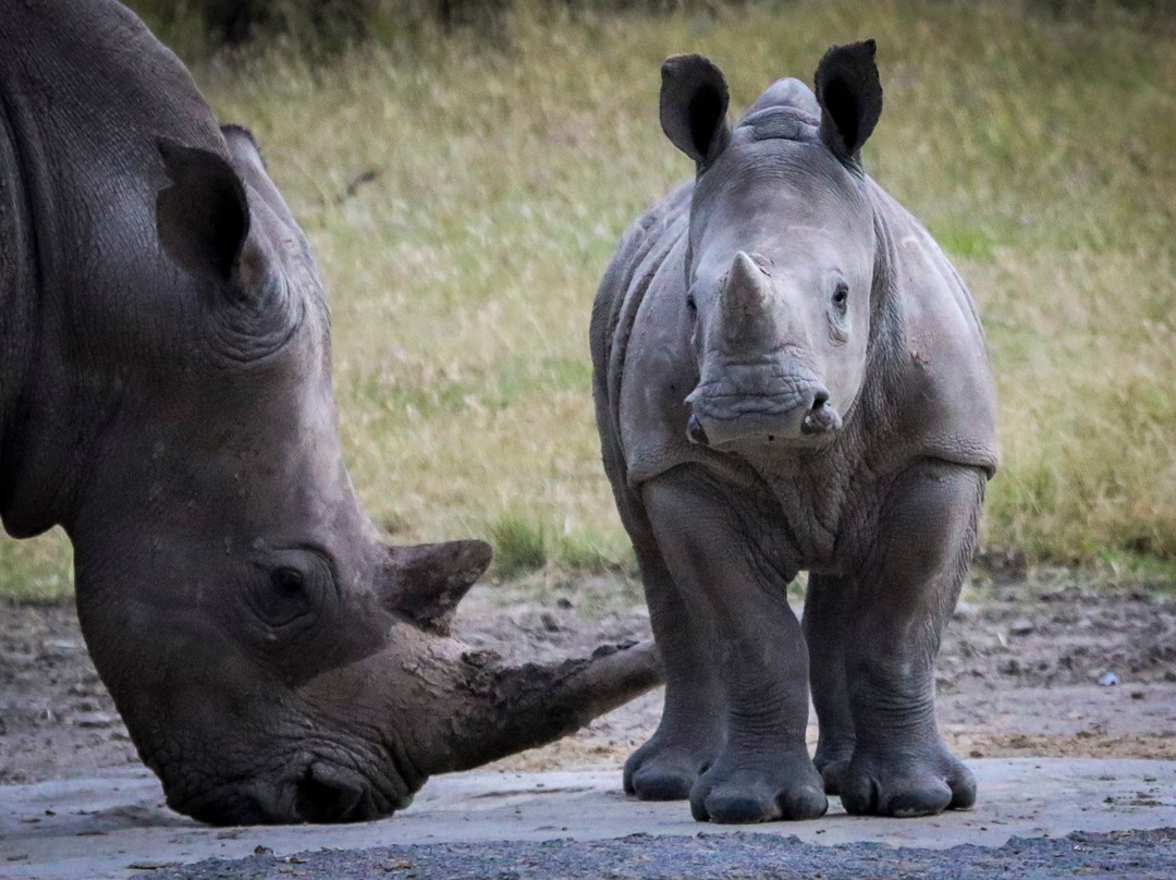 Amazing Africa Tours景点图片