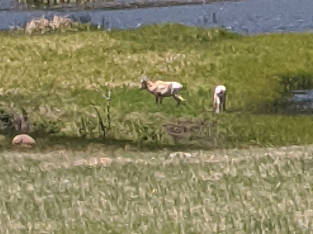 Sheep Lakes-落基山国家公园必去景点