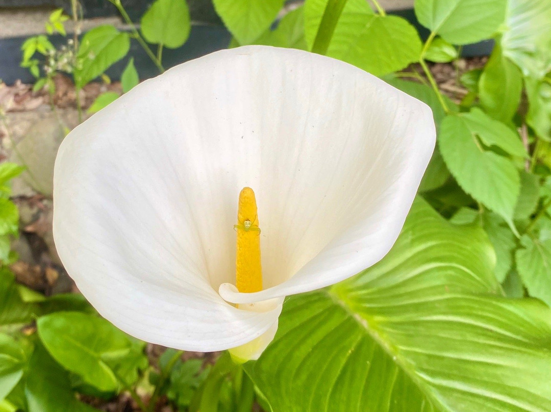 Otaka-no-Michi-国分寺市必去景点