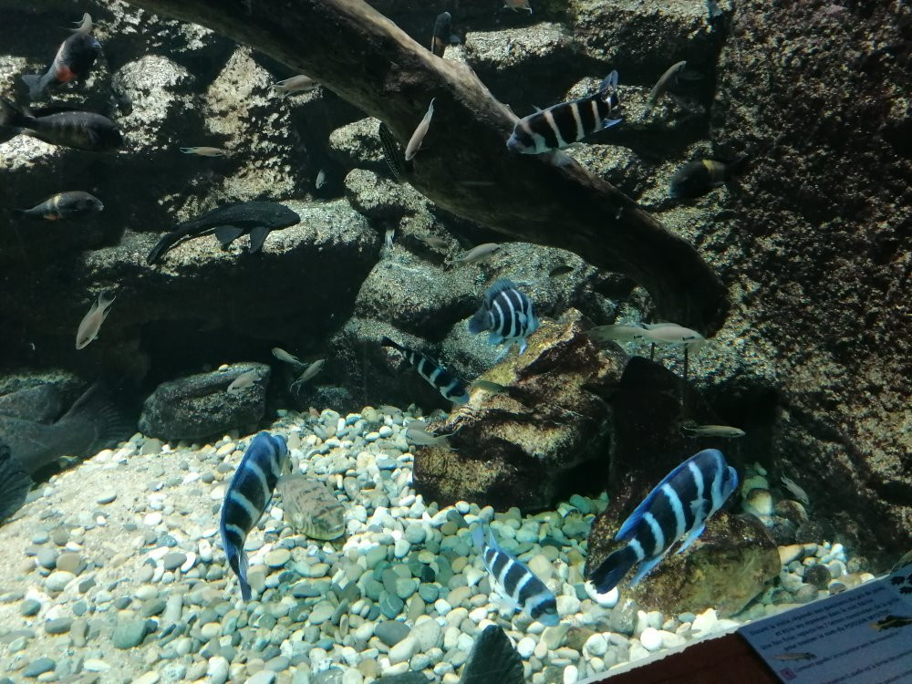 Aquarium Des Tropiques-Allex必去景点