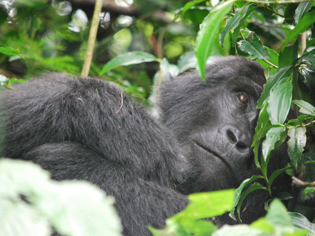 Golden Trekkers-Ruhengeri必去景点