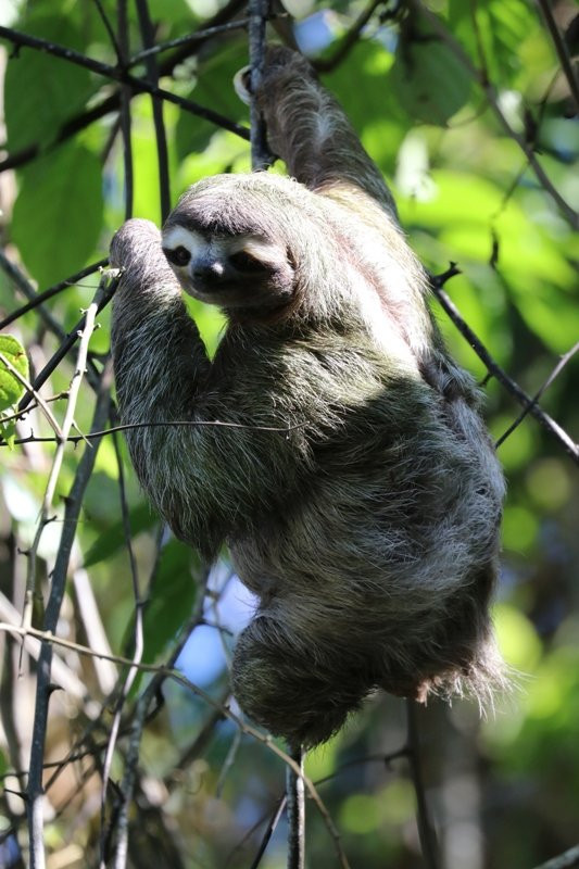 Suizo Loco Lodge Hotel & Resort主图