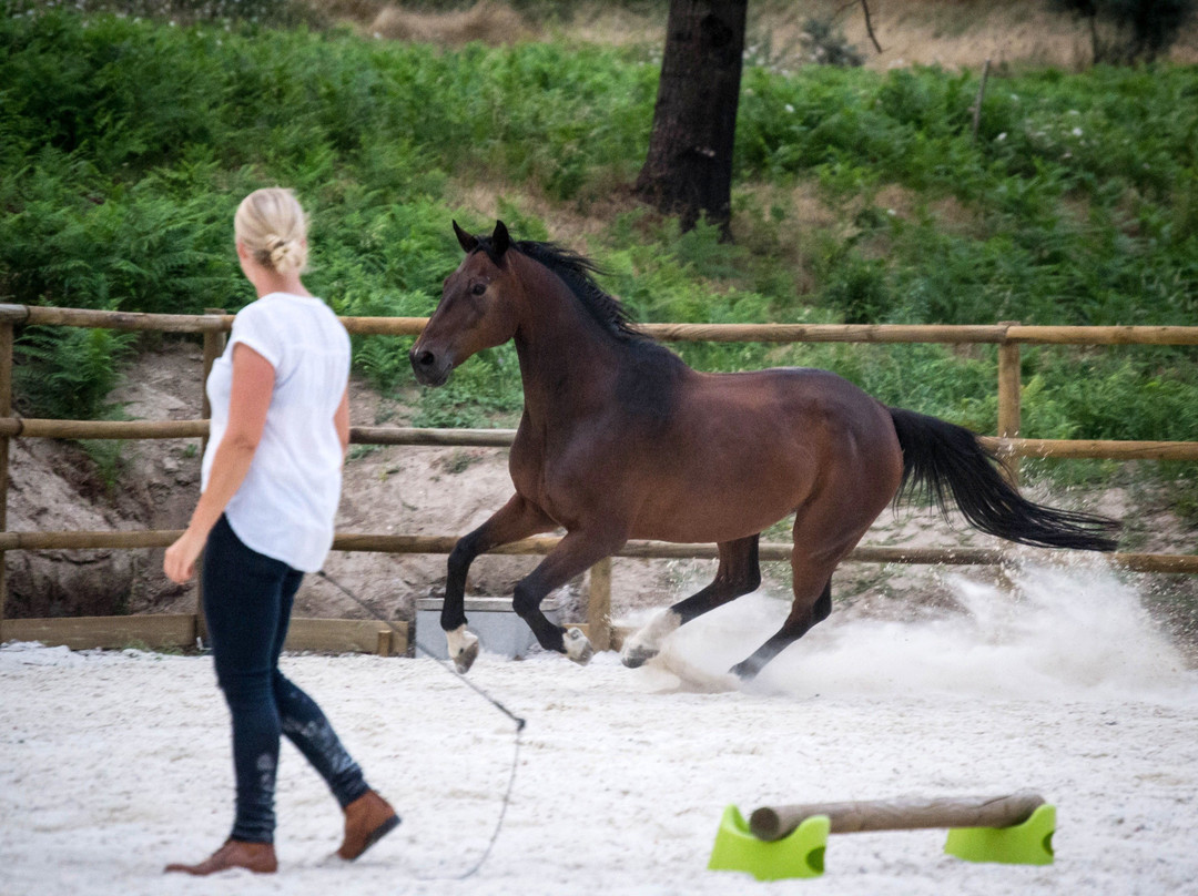 Quinta Lusitânia Riding School景点图片