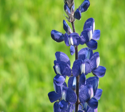 Gamla Farm-Ma'ale Gamla必去景点