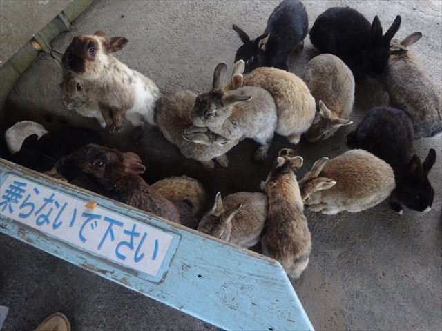 Tsubakihana Garden Squirrel Village-大岛町必去景点