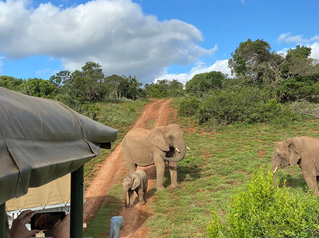 Schotia Tooth and Claw Safari-Addo Elephant National Park必去景点