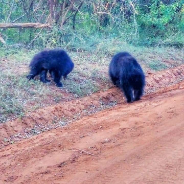 Yala Safaris - Private Tours-蒂瑟默哈拉默必去景点