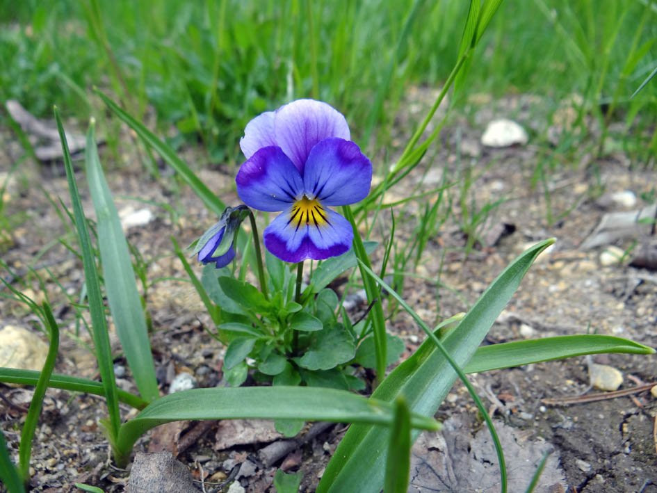 Blue River Black Spruce Provincial Park-Blue River必去景点