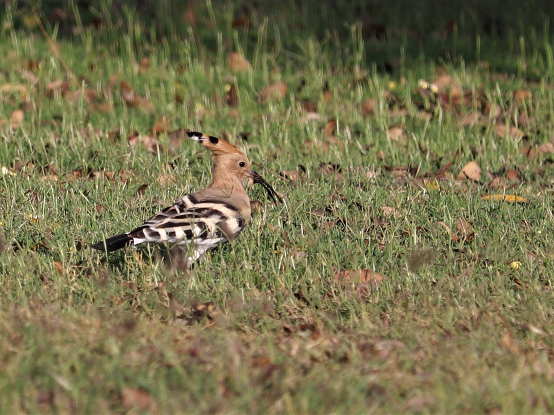 Kensville Golf Resort主图