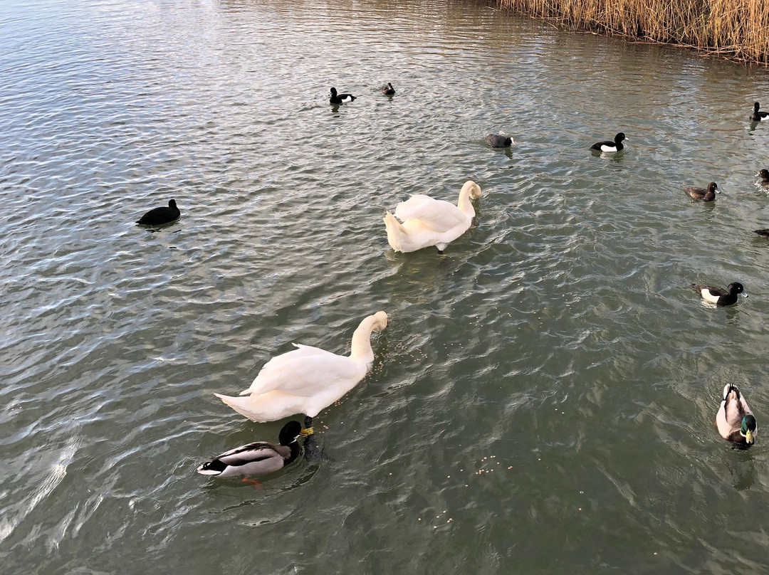 RSPB Weymouth Wetlands at Radipole Lake Nature Reserve-韦茅斯必去景点