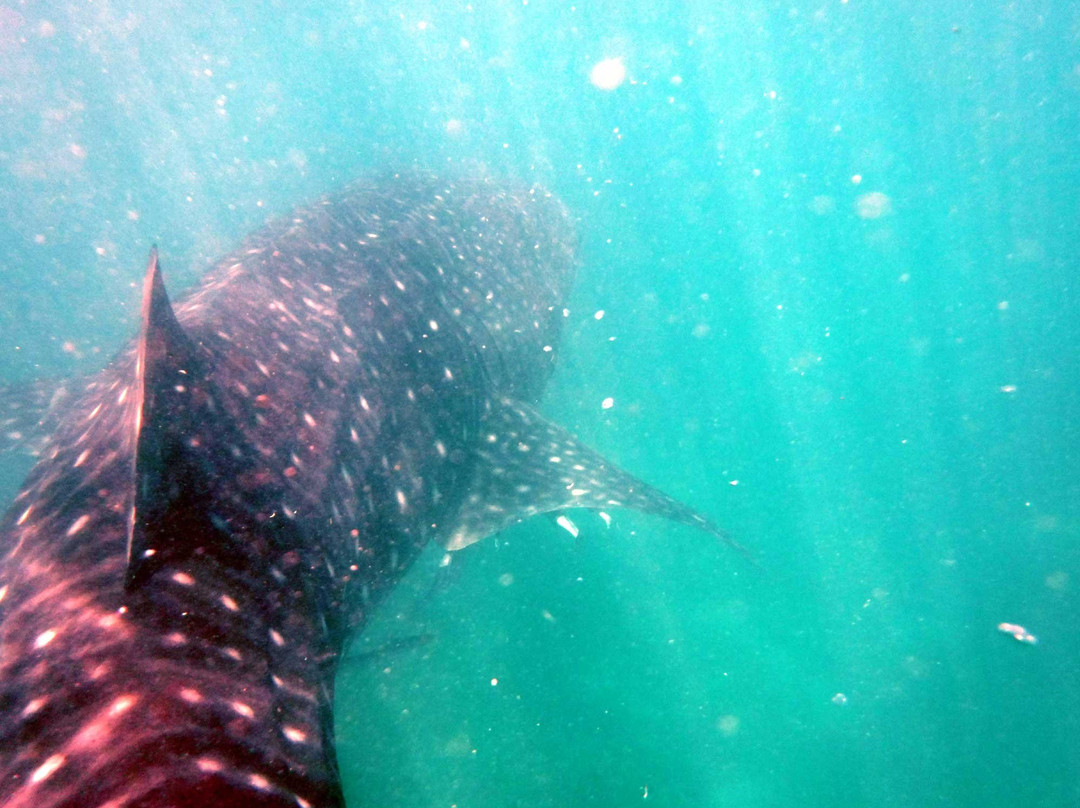 Whalesharks on Wheels景点图片