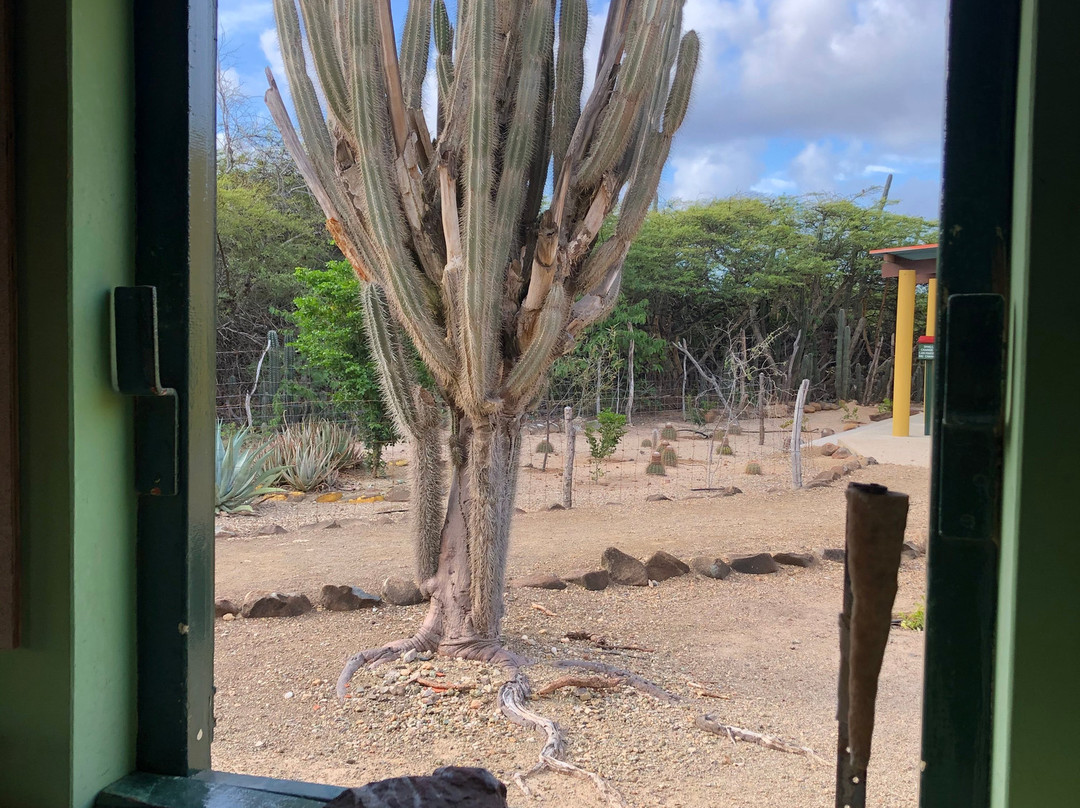 Bonaire Tours & Vacations-Kralendijk必去景点