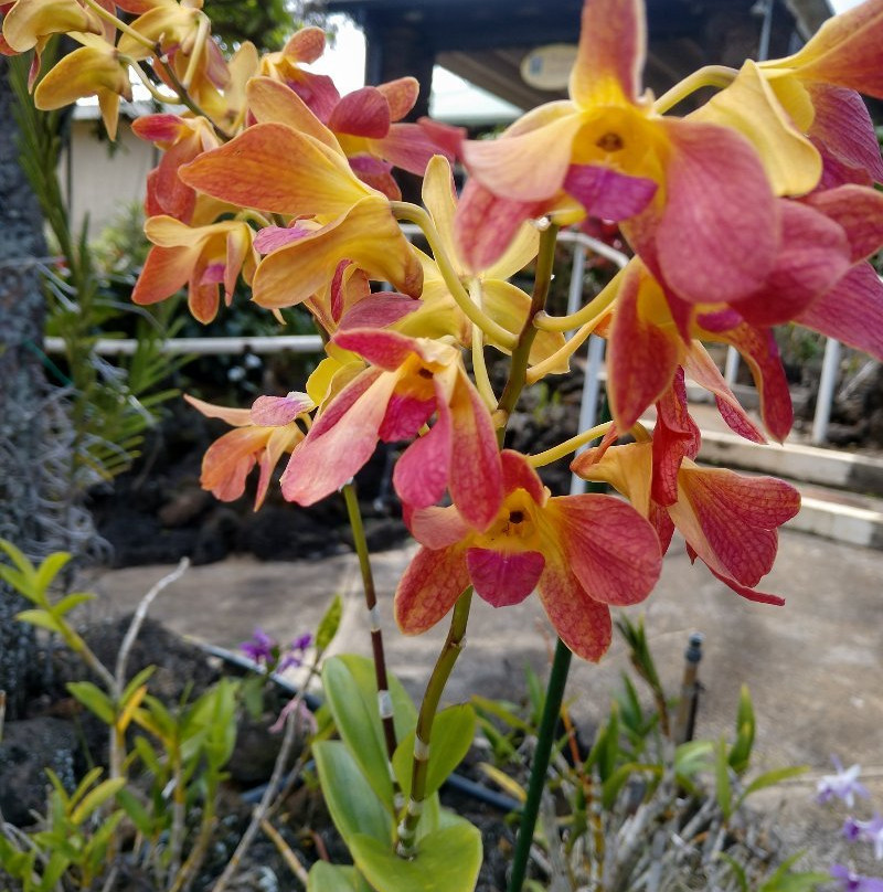 Moir Gardens-坡伊普必去景点