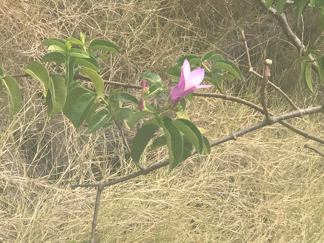 Rendezvous Nature Trail-蒙特塞拉特必去景点