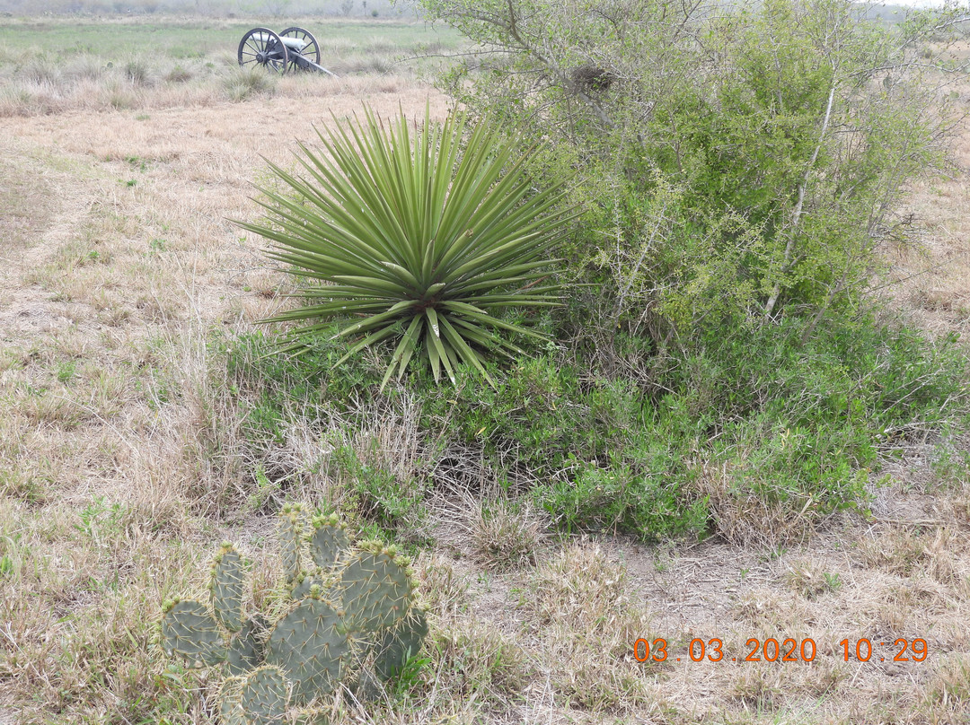 Palo Alto Battlefield National Historical Park-布朗斯维尔必去景点