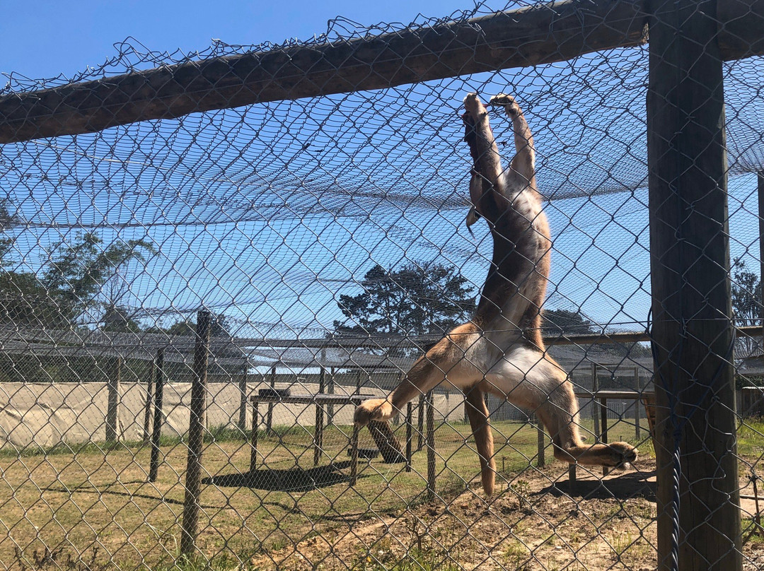 Garden Route Bird of Prey Rehab Centre-乔治必去景点