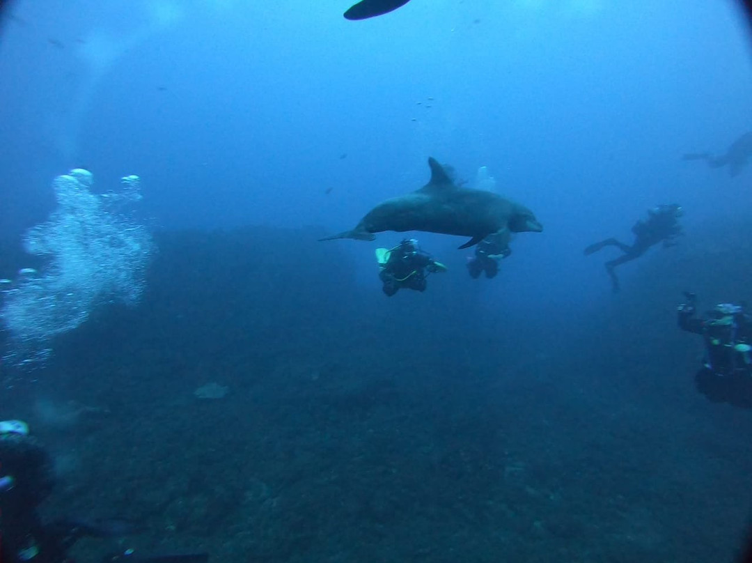 Socorro Island-卡波圣卢卡斯必去景点