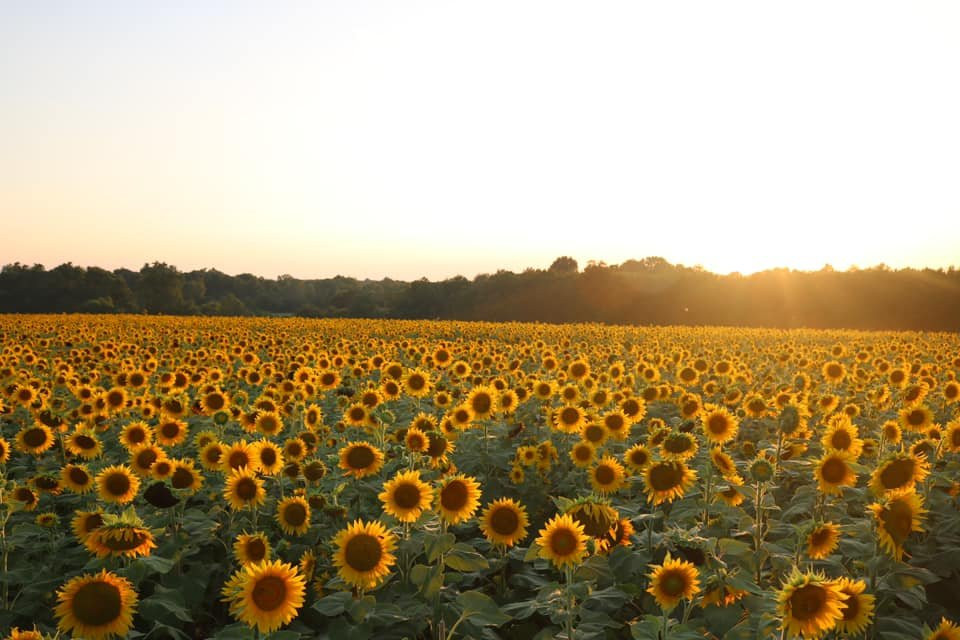 Evans Orchard & Cider Mill-Georgetown必去景点