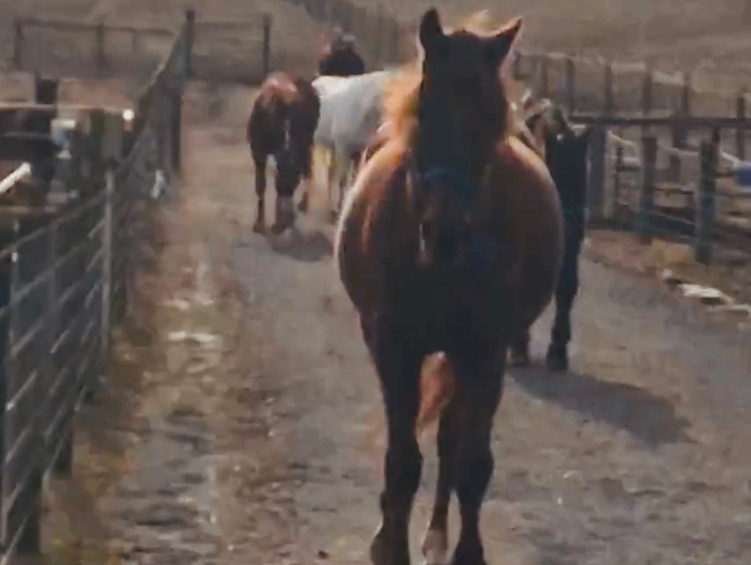 Days End Farm Horse Rescue景点图片